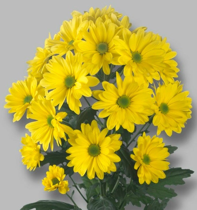 Chr t Celebrate yellow 70 A1 Zentoo Netherlands buy wholesale on M-Flowers