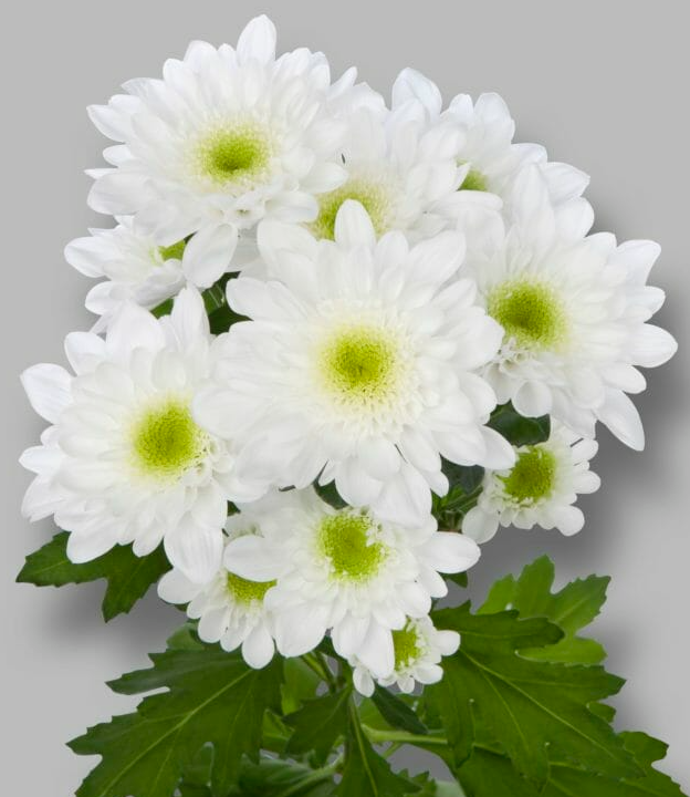 Chr t Radost white 70 A1 Vannova Netherlands купить оптом на M-Flowers