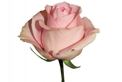 Rose Luciano light-pink 50 A1 Katherin roses Ecuador comprar al por mayor en M-Flowers