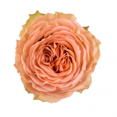 Rose Country Home peach 40 A1 Rosas del Corazon Ecuador buy wholesale on M-Flowers