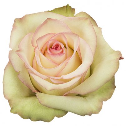 Rose Crazy Diamond 40 A1 Flower Village EC comprar al por mayor en M-Flowers
