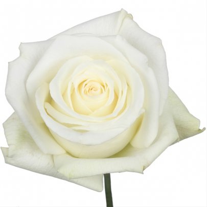 Rose Mount 60 A1 QUALIFERUS RU buy wholesale on M-Flowers