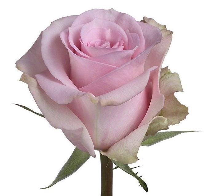 Rose Jessica light-pink 40 A1 CyD FLOWERS Ecuador buy wholesale on M-Flowers