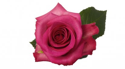 Rose Purple Cezanne 40 A1 Cantiza EC buy wholesale on M-Flowers