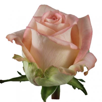 Rose Elsa 40 A1 SHALIMAR FLOWERS (KENYA) LTD KE купить оптом на M-Flowers