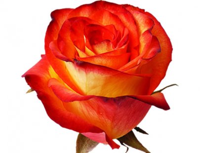 Rose High Orange orange 50 A1 Rose High Orange 50 A1 High Connection EC buy wholesale on M-Flowers