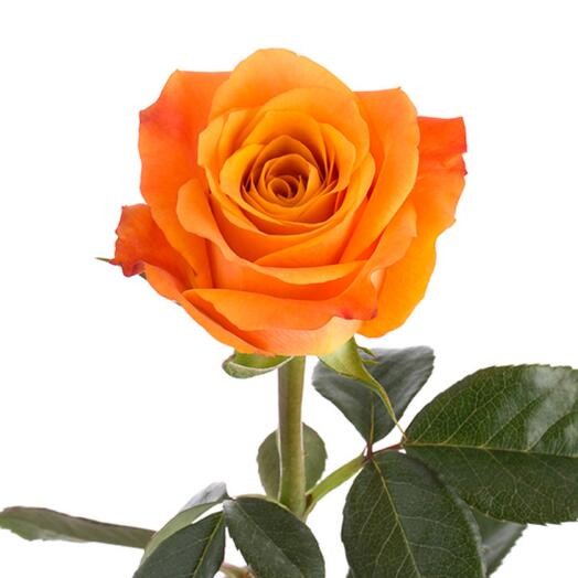 Rose Nexus 40 A1 Ecuagarden EC buy wholesale on M-Flowers