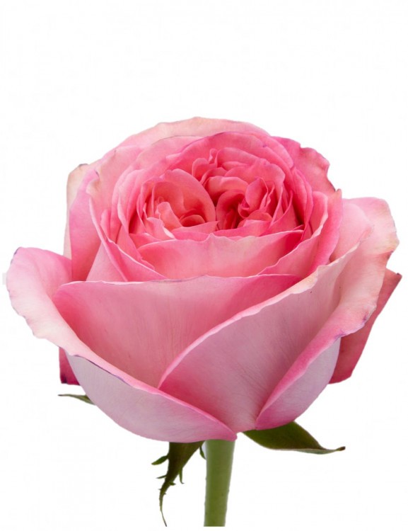 Rose Pink Xpression pink 40 A1 Herrera Farms Ecuador buy wholesale on M-Flowers