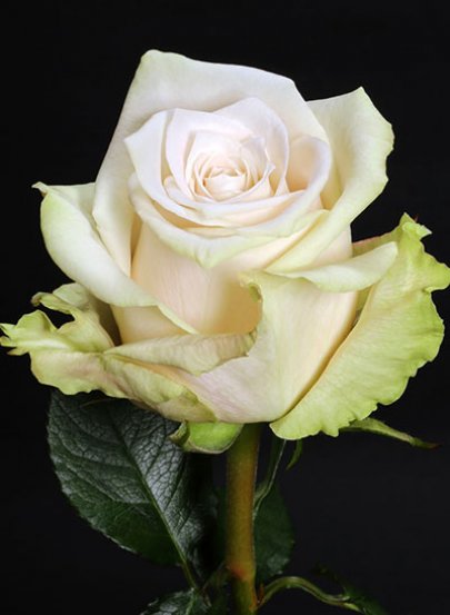 Rose Sandy 40 A1 ROYAL FLOWERS EC buy wholesale on M-Flowers