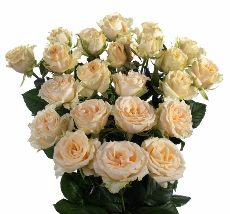 Spray roses Salinero 50 A1 GOLDEN TULIP FARMS LTD KE buy wholesale on M-Flowers