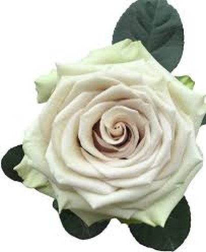 Rose Pompei 50 A1 Floraroma EC купить оптом на M-Flowers