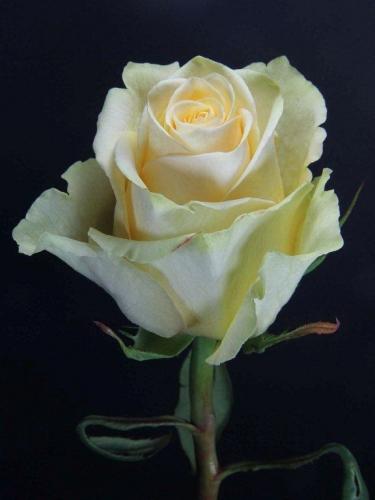 Rose Amira 40 A1 QualisA EC buy wholesale on M-Flowers