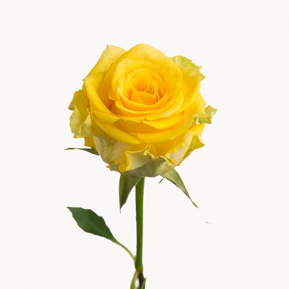 Rose Regatta 40 A1 ROYAL FLOWERS EC buy wholesale on M-Flowers