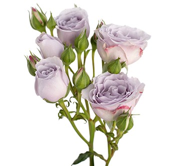 Spray roses Silver Mikado 40 A1 Much Flowers EC buy wholesale on M-Flowers