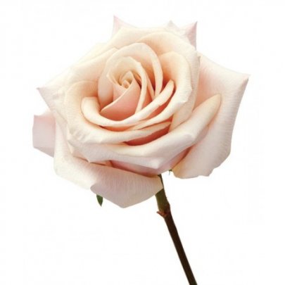 Rose Mother Of Pearl cream 40 A1 Rose Mother Of Pearl 40 A1 ROYAL FLOWERS EC купить оптом на M-Flowers