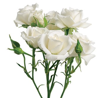 Spray roses White Majolika white 50 A1 Tambuzi Limited Kenya comprar al por mayor en M-Flowers