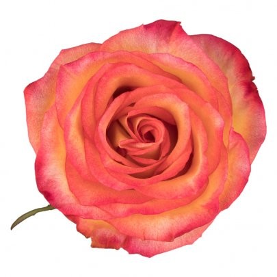 Rose H Magic 50 A1 SAMIR FLOWERS EC купить оптом на M-Flowers