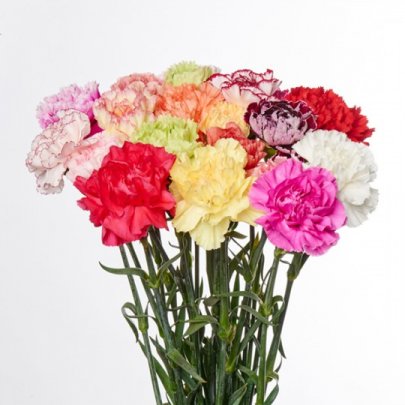 Carnation Mix 65 A1 QUALIFERUS RU buy wholesale on M-Flowers