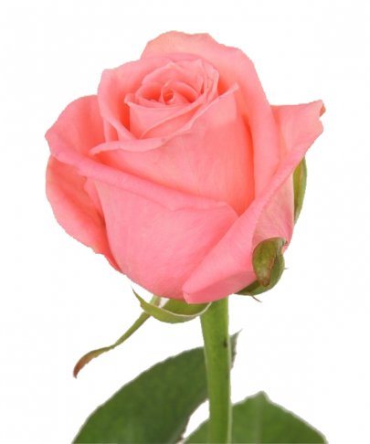 Rose Anna Karina 35 A1 GATOKA LTD KE comprar al por mayor en M-Flowers