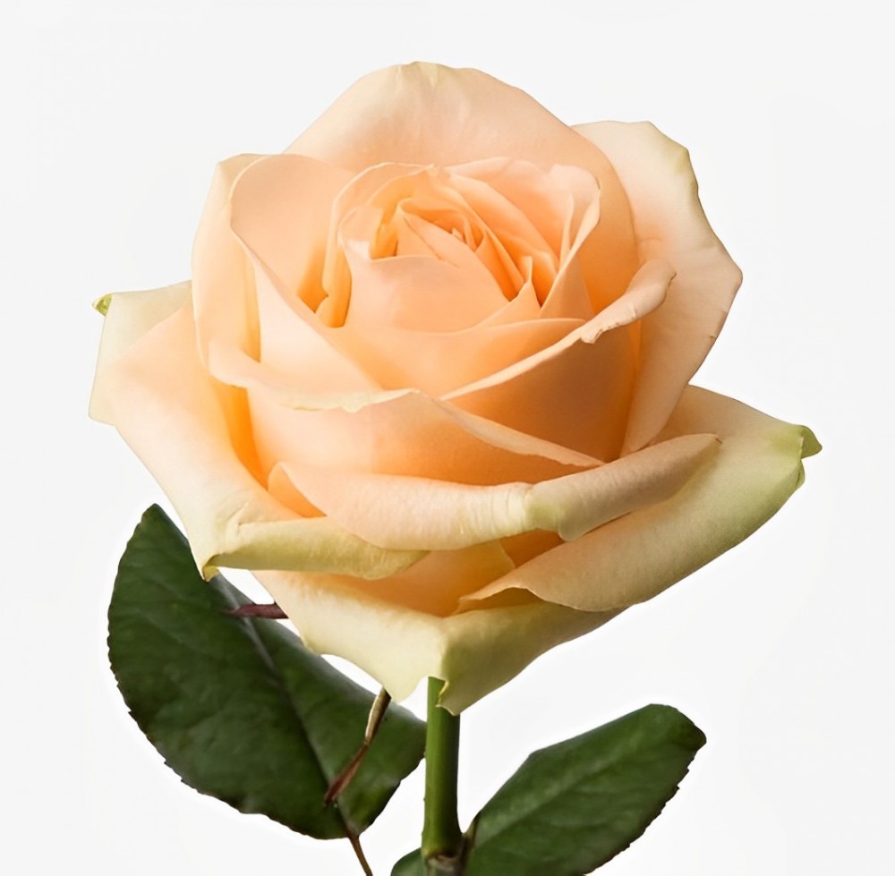 Rose Peach Avalanche peach 60 A1 Hoja Verde Ecuador comprar al por mayor en M-Flowers