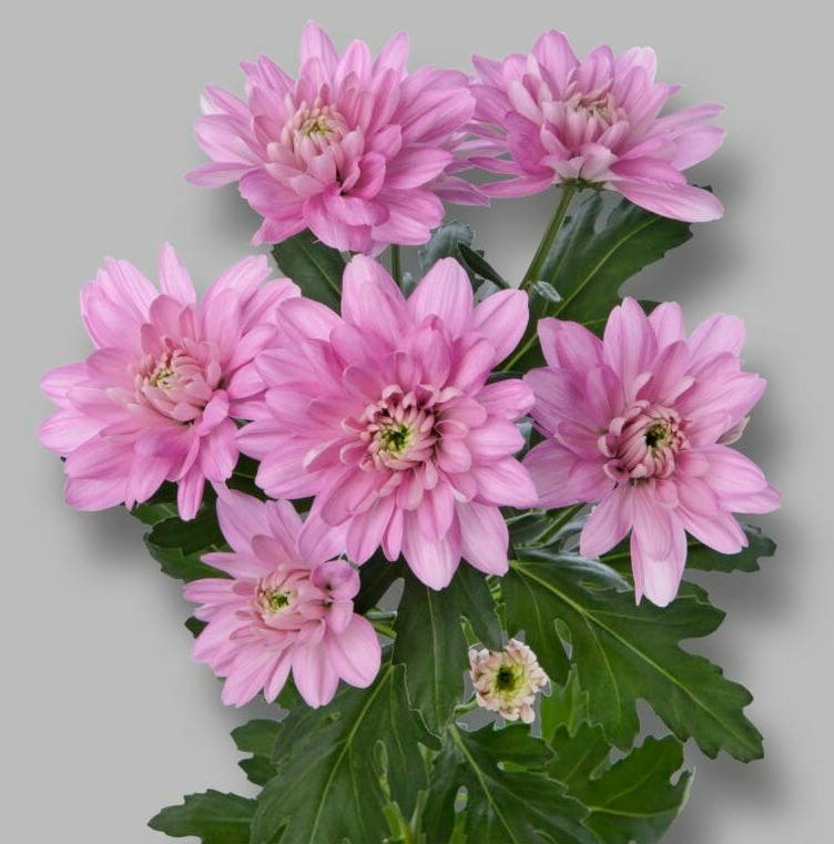 Chr t Baltica Pink 70 A1 Vannova NL купить оптом на M-Flowers