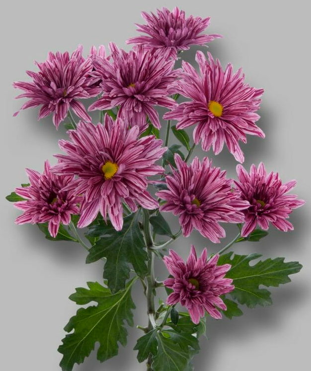 Chr t Stellini 70 A1 Decorum NL buy wholesale on M-Flowers