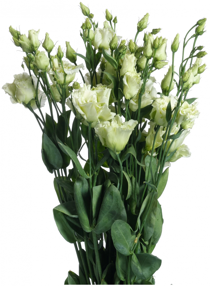 Eustoma Alissa Green green 72 A1 Lugt Netherlands купить оптом на M-Flowers