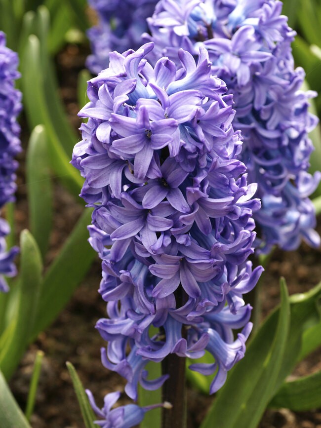 Hyacinthus Delft Blue blue 30 A1 Decorum Netherlands купить оптом на M-Flowers