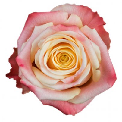 Rose Yashika 40 A1 GOLDEN TULIP FARMS LTD KE buy wholesale on M-Flowers