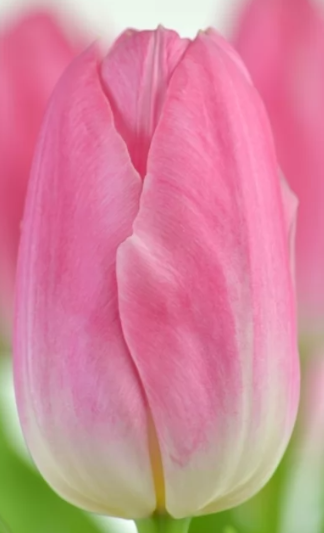 Tulip EN DYNASTY 42 A1 Decorum NL купить оптом на M-Flowers