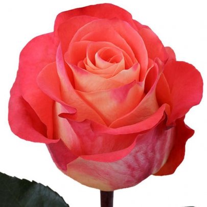 Rose Contrast Garden 40 A1 Flower Village EC comprar al por mayor en M-Flowers