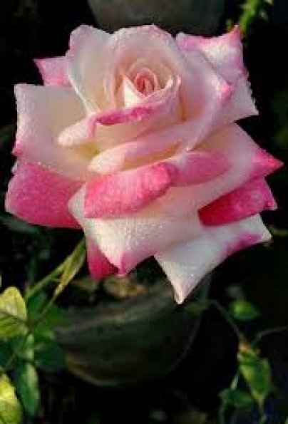 Rose Shy 50 A1 Flower Village EC buy wholesale on M-Flowers