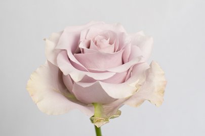 Rose Silvery Light multicolor 50 A1 Rose Silvery Light 50 A1 ROSE SUCCESS EC buy wholesale on M-Flowers