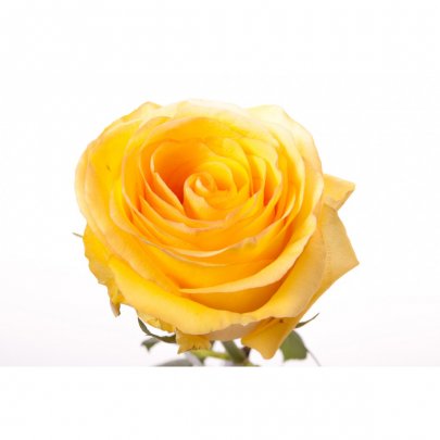Rose Deja vu multicolor 50 A1 Rose Deja vu 50 A1 Ecuagarden EC buy wholesale on M-Flowers