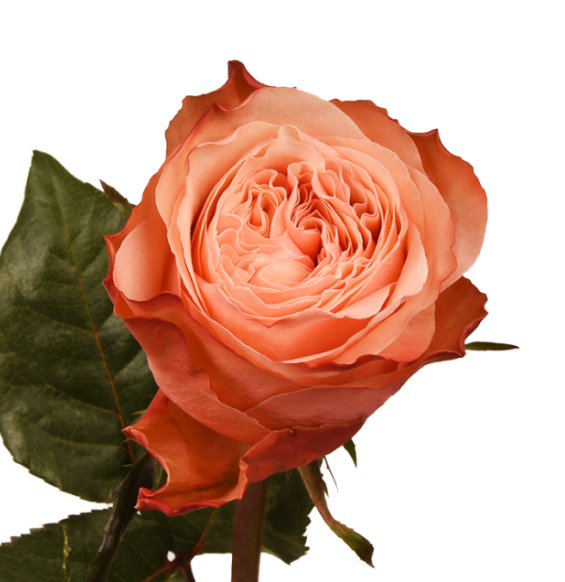 Rose Kahala peach 50 A1 Nycol Roses Ecuador buy wholesale on M-Flowers