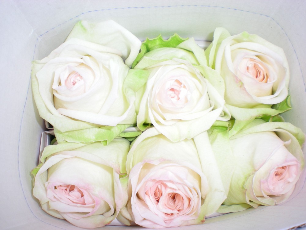 Rose O HARA multicolor 40 A1 EcoRoses Ecuador comprar al por mayor en M-Flowers