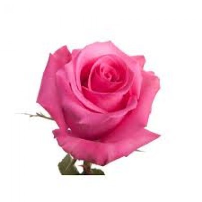 Rose Pink Candy pink 40 A1 Cantiza Ecuador buy wholesale on M-Flowers