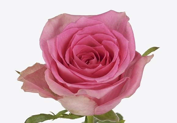 Rose Smoothie 40 A1 KAREN ROSES LTD KE buy wholesale on M-Flowers