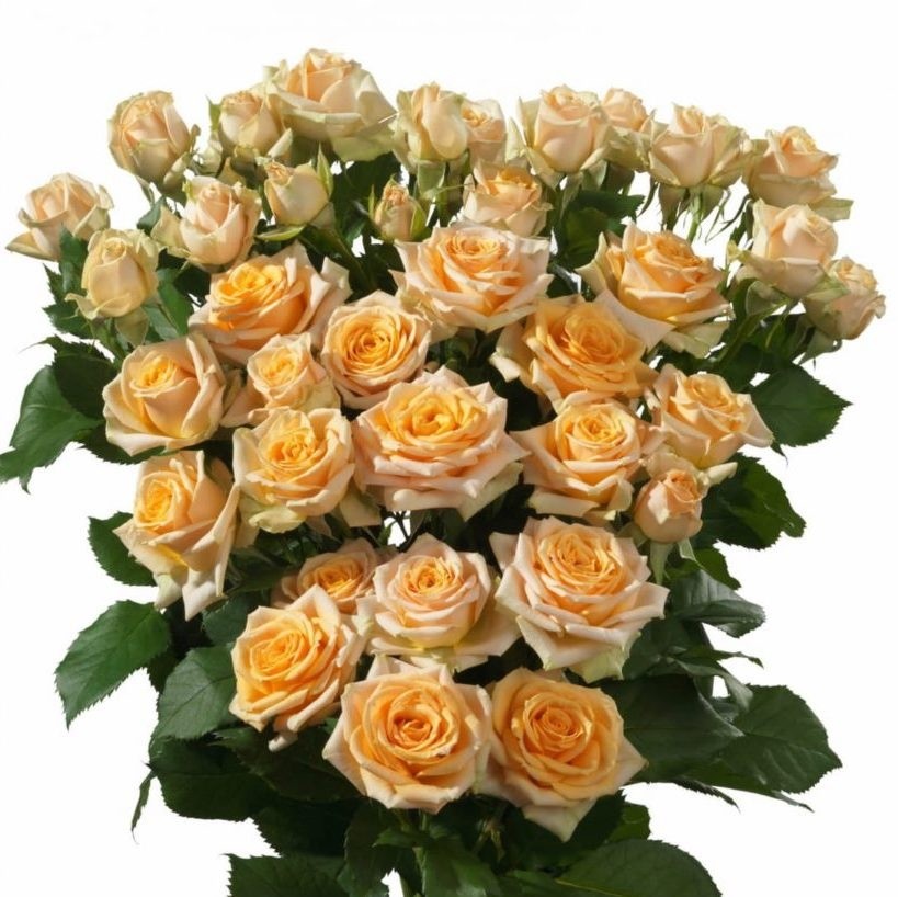 Spray roses Trinity 50 A1 GOLDEN TULIP FARMS LIMITED KE buy wholesale on M-Flowers