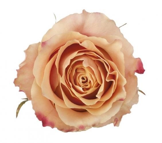 Rose Carpediem multicolor 50 A1 Sani Roses Ecuador купить оптом на M-Flowers