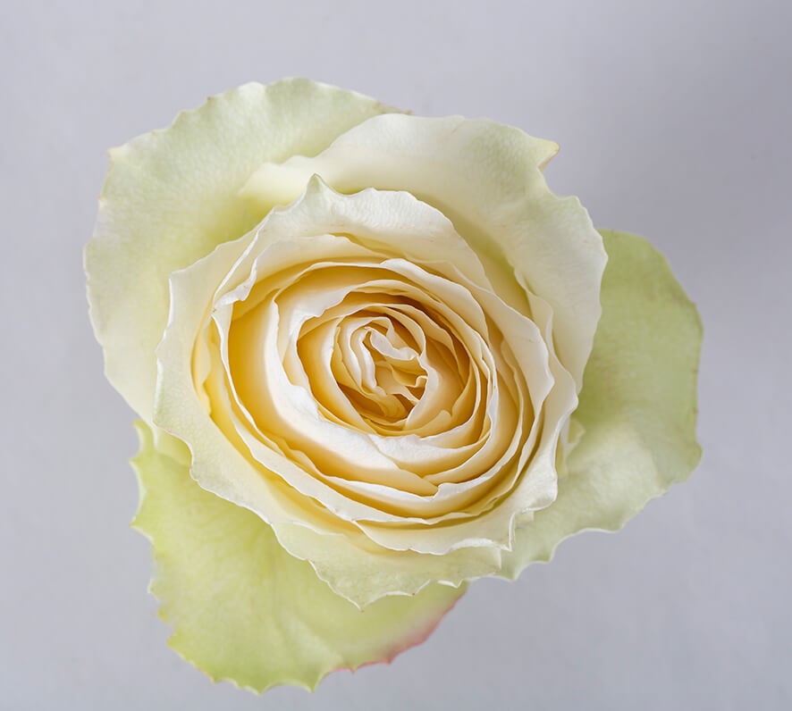 Rose Cream Carpediem 50 A1 Ecuagarden EC buy wholesale on M-Flowers