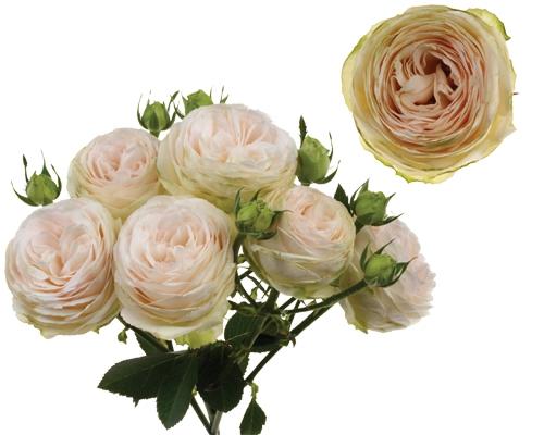 Spray roses Porcelain Lace 50 A1 TAMBUZI LTD KE купить оптом на M-Flowers