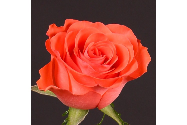 Rose Show Girl 50 A1 La Rosa EC buy wholesale on M-Flowers