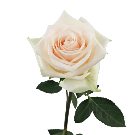 Rose Soul 40 A1 Flower Village EC buy wholesale on M-Flowers
