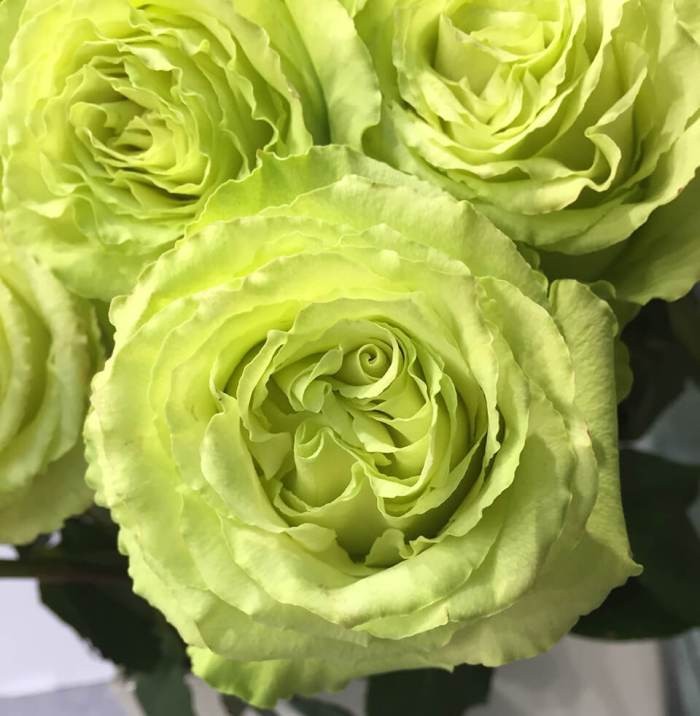 Rose Limonade multicolor 50 A1  Ecuador купить оптом на M-Flowers