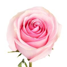 Rose Lorraine 50 A1 ECUAROSCANADA SA EC buy wholesale on M-Flowers