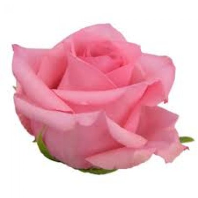 Rose Opala pink 40 A1 BellaRosa Ecuador buy wholesale on M-Flowers