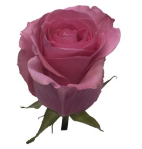 Rose Tabatha 60 A1 High Connection EC buy wholesale on M-Flowers