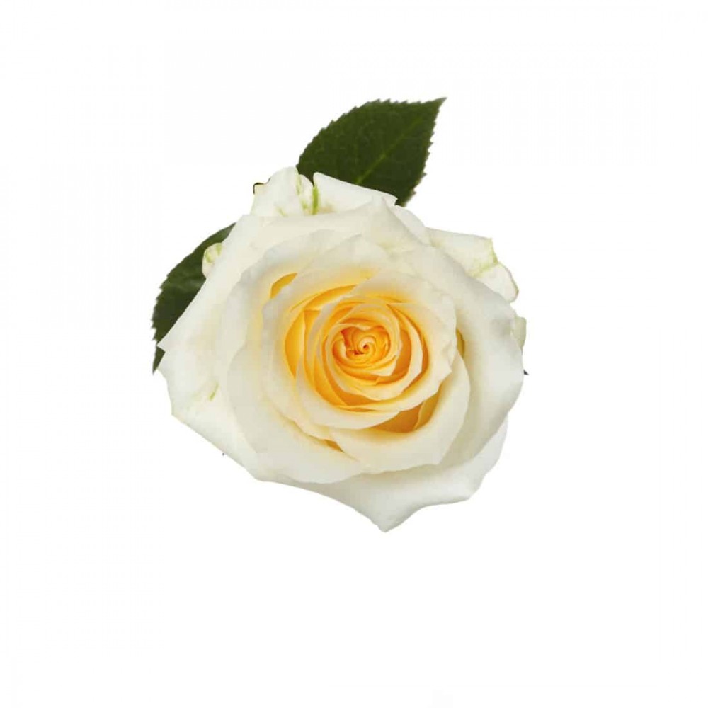 Rose Cream De La Cream multicolor 70 A1 Tierra Verde Ecuador buy wholesale on M-Flowers