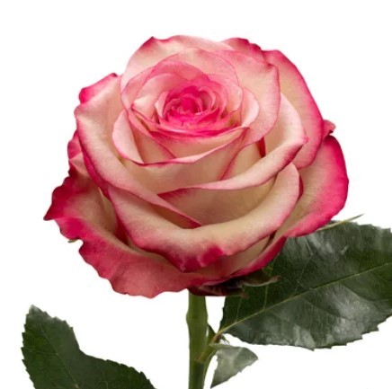 Rose Paloma light-pink 40 A1 Cantiza Ecuador buy wholesale on M-Flowers